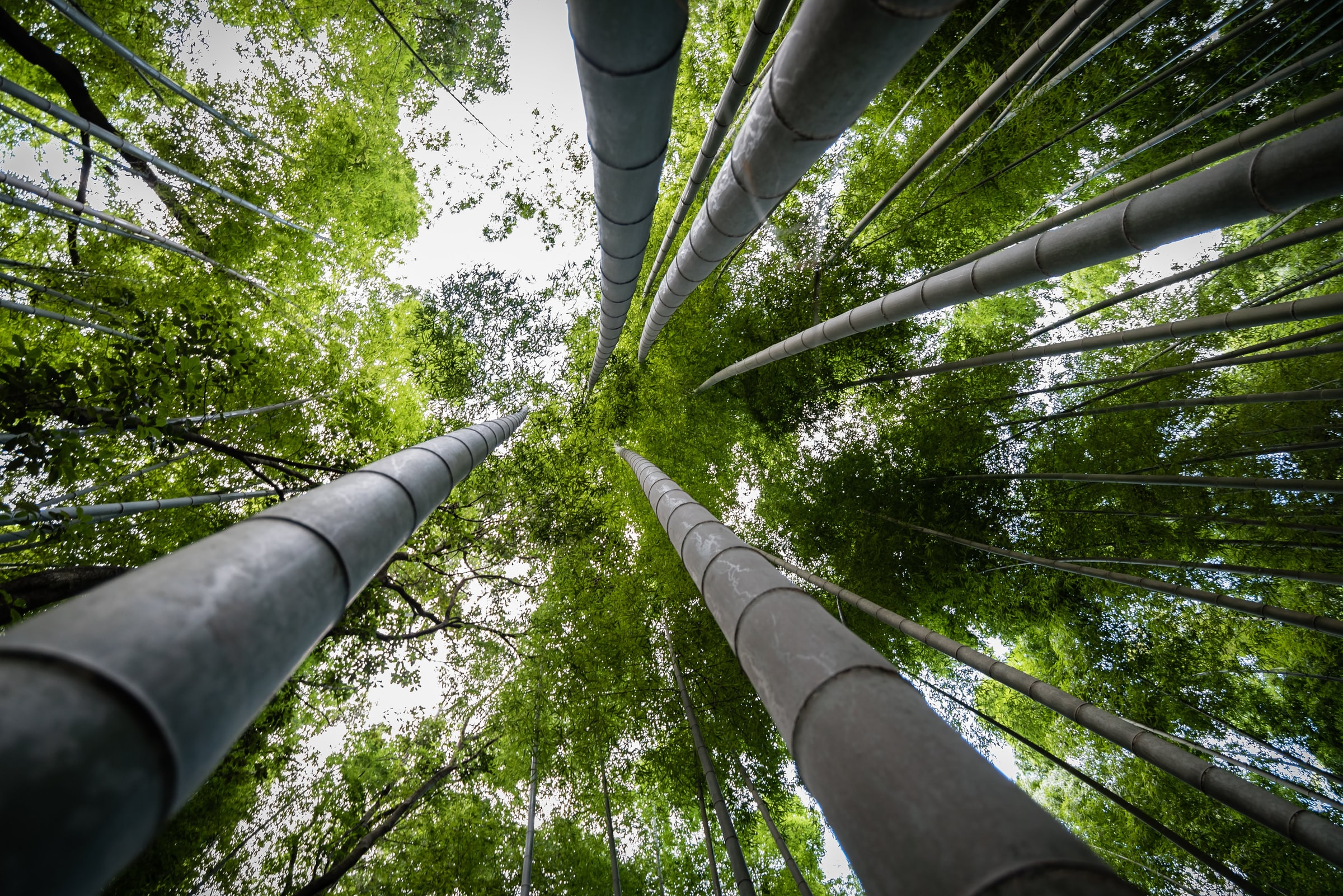 Le bambou : acier végétal de la construction